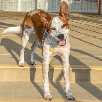 Australian Cattle Dog Blue Heeler Dogs Available for Adoption in St. Louis, Missouri - MILO | PetCurious