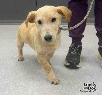 Dobs -  Labrador Retriever and Dachshund Dog for Adoption in Washington, District Of Columbia - Dobs | PetCurious