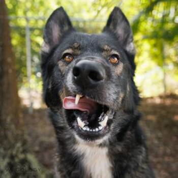 Marshall -  German Shepherd Dog and Siberian Husky Dog for Adoption in Largo, Florida - Marshall | PetCurious