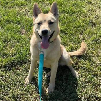 Maize -  Norwegian Elkhound and Mixed Breed Dog for Adoption in Falls Church, Virginia - Maize | PetCurious