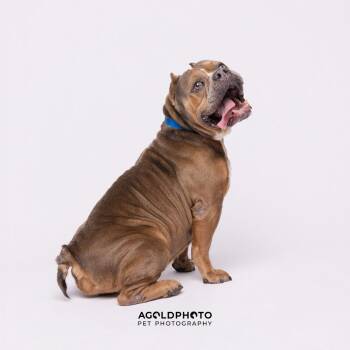 Terrier Dogs Available for Adoption - Tank | PetCurious