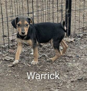 Beagle and Jack Russell Terrier Dogs Available for Adoption - Warrick | PetCurious