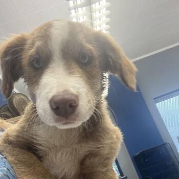Hooch -  Mixed Breed Dog for Adoption in Fairfax Station, Virginia - Hooch | PetCurious