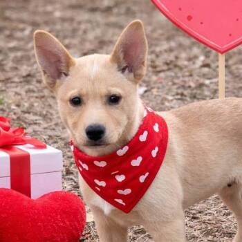 Shiba Inu Dogs Available for Adoption - Vivianne | PetCurious