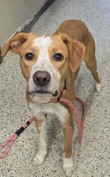 Pippin -  Foxhound and Mixed Breed Dog for Adoption in Saint Clairsville, Ohio - Pippin | PetCurious