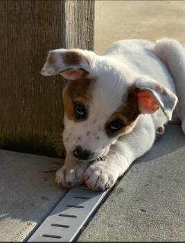 Australian Shepherd Dogs Available for Adoption - Cowboy | PetCurious