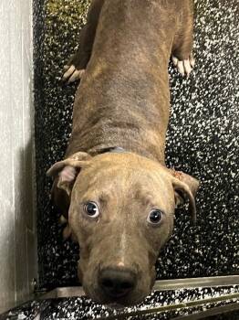 Offset -  Pit Bull Terrier and Mixed Breed Dog for Adoption in Jackson, Tennessee - Offset | PetCurious