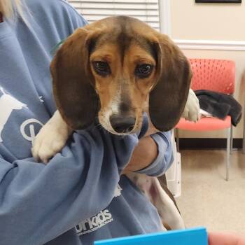 Beagle Dogs Available for Adoption - Bronx 22057 | PetCurious