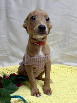 Chihuahua and Miniature Pinscher Dogs Available for Adoption - Marley The Mixed Breed Puppy! | PetCurious