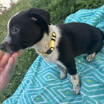 Australian Cattle Dog Blue Heeler and American Staffordshire Terrier Dogs Available for Adoption in Mt. Juliet, Tennessee - Josie (Tombstone Litter) | PetCurious