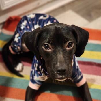 Rescue Mixed Breed Dogs for Adoption in Raleigh, North Carolina - Melody | PetCurious