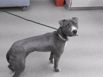 STEVIE -  Labrador Retriever and Mixed Breed Dog for Adoption in Omaha, Nebraska - STEVIE | PetCurious