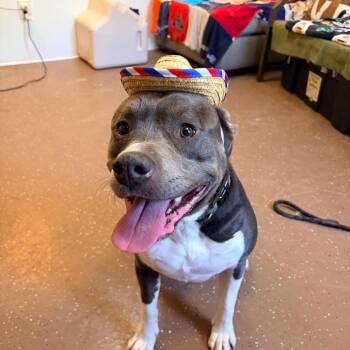 Zeus -  Pit Bull Terrier Dog for Adoption in Belleville, Illinois - Zeus | PetCurious