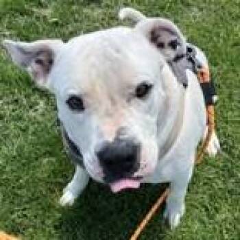 Mixed Breed Dogs Available for Adoption in Hilliard, Ohio - Kane | PetCurious