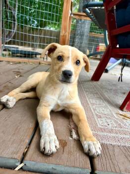 Saxa 2 -  Australian Cattle Dog Blue Heeler and Labrador Retriever Dog for Adoption in Fort Lupton, Colorado - Saxa 2 | PetCurious