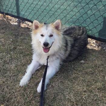 Husky Dogs Available for Adoption in Clavet, Saskatchewan - Diamond | PetCurious