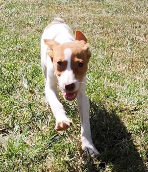 Rescue English Pointer Dogs for Adoption in Dallas, Texas - Susie | PetCurious