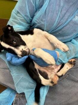 Bucket -  Mixed Breed Dog for Adoption in Wichita, Kansas - Bucket | PetCurious