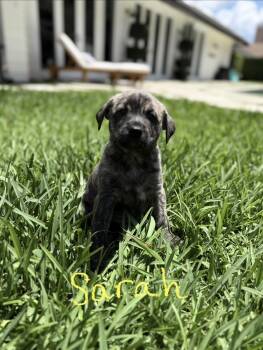 Terrier and Labrador Retriever Dogs Available for Adoption in West Palm Beach, Florida - Sarah | PetCurious