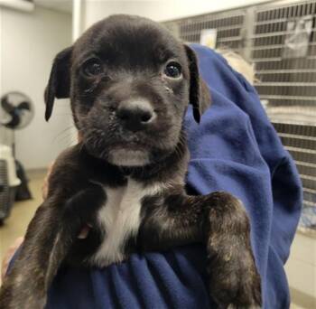 RORY -  Labrador Retriever and Beagle Dog for Adoption in St. Louis, Missouri - RORY | PetCurious