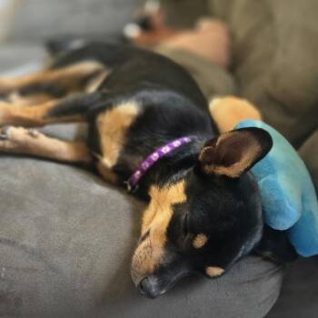 Vera -  Mixed Breed Dog for Adoption in Buffalo, Minnesota - Vera | PetCurious