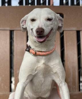 Maisy -  Terrier Dog for Adoption in Red Bluff, California - Maisy | PetCurious