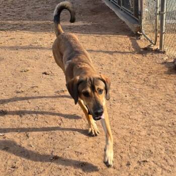 Buddy (FKA Titan) -  Mastiff and Great Dane Dog for Adoption in Sand Springs, Oklahoma - Buddy (FKA Titan) | PetCurious
