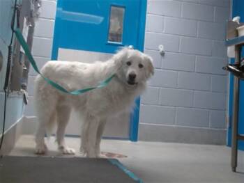 Great Pyrenees and Mixed Breed Dogs Available for Adoption in Albuquerque, New Mexico - PICO | PetCurious
