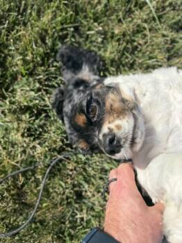 Lori Beth -  Cocker Spaniel Dog for Adoption in Bryan, Ohio - Lori Beth | PetCurious