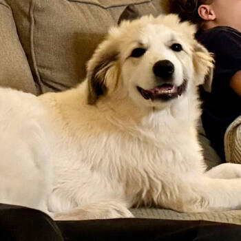 Rescue Great Pyrenees and Mixed Breed Dogs for Adoption in Raleigh, North Carolina - Aurora | PetCurious