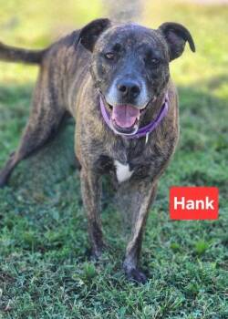 Hank -  Staffordshire Bull Terrier and Boxer Dog for Adoption in Clinton, Missouri - Hank | PetCurious