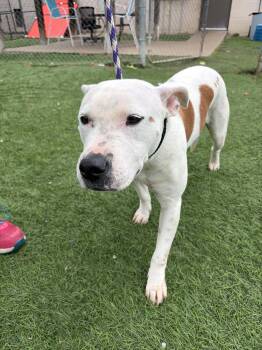 Pit Bull Terrier Dogs Available for Adoption in Lenexa, Kansas - Thelma | PetCurious