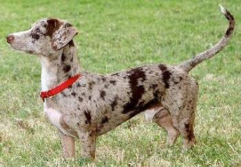 Dachshund and Chihuahua Dogs Available for Adoption in Houston, Texas - Oreo2 | PetCurious