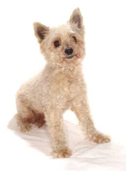 Terrier Dogs Available for Adoption - Monkey | PetCurious