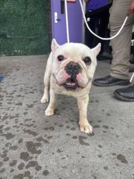61686211 -  French Bulldog and Mixed Breed Dog for Adoption in El Paso, Texas - 61686211 | PetCurious
