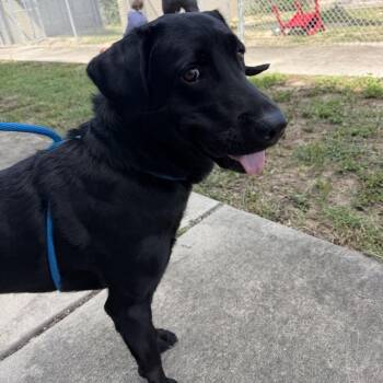 Bronco -  Mixed Breed Dog for Adoption in Buffalo, Minnesota - Bronco | PetCurious