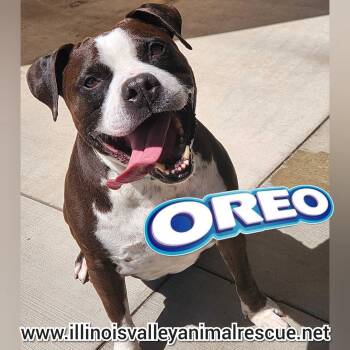 Rescue Pit Bull Terrier Dogs for Adoption in Peru, Illinois - Oreo | PetCurious