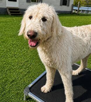 Labrador Retriever Dogs Available for Adoption in Kemp, Texas - Sandy The Doodle | PetCurious