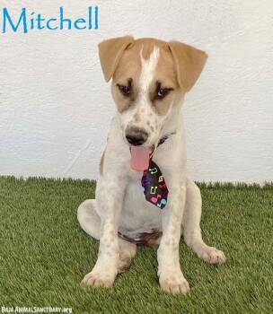 Mitchell -  Jack Russell Terrier and Labrador Retriever Dog for Adoption in San Diego, California - Mitchell | PetCurious