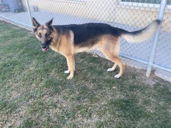 Rescue German Shepherd Dog and Mixed Breed Dogs for Adoption in Grand Prairie, Texas - RUSSO | PetCurious