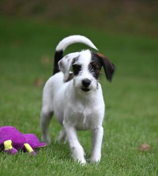 Asher - The A Team -  Goldendoodle and Miniature Schnauzer Dog for Adoption in Falmouth, Maine - Asher - The A Team | PetCurious