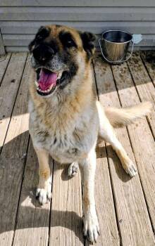 COURTESY POST - "Gretchen" -  German Shepherd Dog Dog for Adoption in Suamico, Wisconsin - COURTESY POST - "Gretchen" | PetCurious