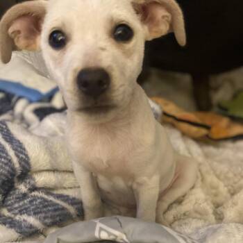 Mixed Breed Dogs Available for Adoption in Walker, Michigan - Winter | PetCurious