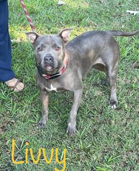 Rescue American Staffordshire Terrier Dogs for Adoption in Cairo, Georgia - Livvy | PetCurious