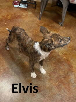 Rescue Shepherd and Terrier Dogs for Adoption in Mountain View, Arkansas - Elvis | PetCurious