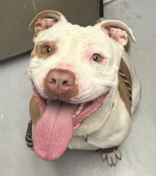 Mixed Breed Dogs Available for Adoption in West Chester, Pennsylvania - Cooper | PetCurious