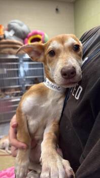 Jolene -  Shepherd Dog for Adoption in Rockwall, Texas - Jolene | PetCurious