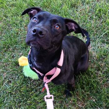 Labrador Retriever Dogs Available for Adoption in Houston, Texas - Whitney | PetCurious