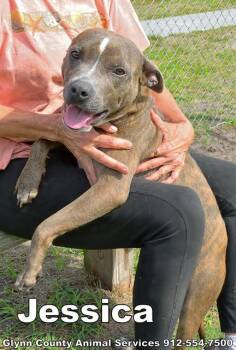 Rescue Pit Bull Terrier and Mixed Breed Dogs for Adoption in Brunswick, Georgia - JESSICA | PetCurious