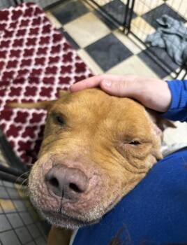 Pit Bull Terrier Dogs Available for Adoption - Graham | PetCurious